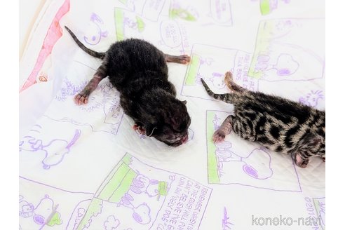 販売中の東京都のベンガル-115301の8枚目